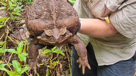 'Toadzilla': Giant cane toad found in Australia weighing 2.7kg | World ...