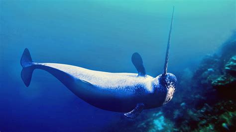 Narwhals are modifying their behavior due to climate change - Earth.com