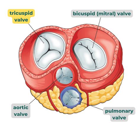 Tricuspid Valve - Anatomy, Structure, Function