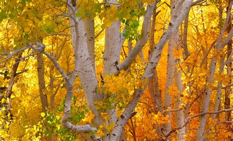 Скачать обои деревья, осень, деревь, опадают, autumn colors разрешение ...