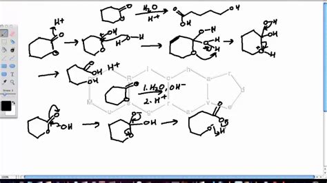 Cyclic Amide Hydrolysis