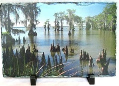 Louisiana Swamp on Slate Louisiana Photography Original