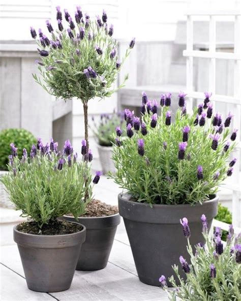 Planting Lavender In Pots