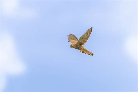 hunting kestrel by PatricksWorld on DeviantArt