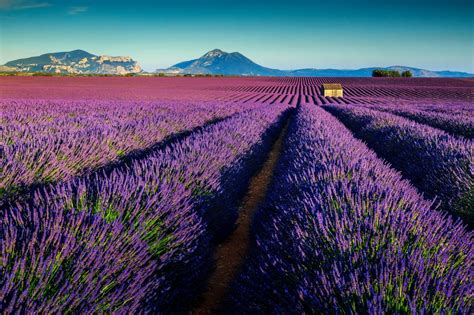 Lavender Fields France - Riviera Bar Crawl Tours - French Riviera