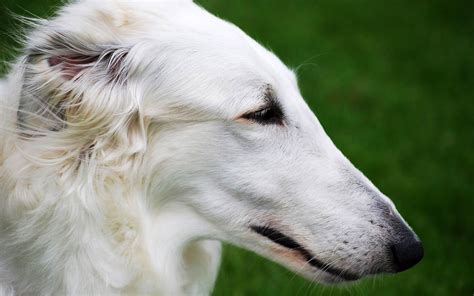 Borzoi : Considered a glamour pet, borzoi is actually a large and ...