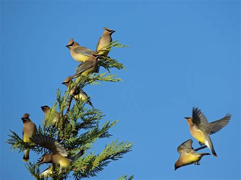 Cedar Waxwing Migration: A Complete Guide | Birdfact