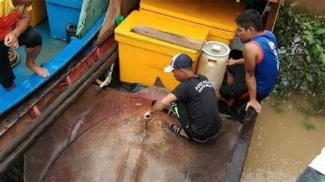 Ini 6 Ikan Penghasil Listrik, Belalai Gajah Hingga Lele Listrik ...