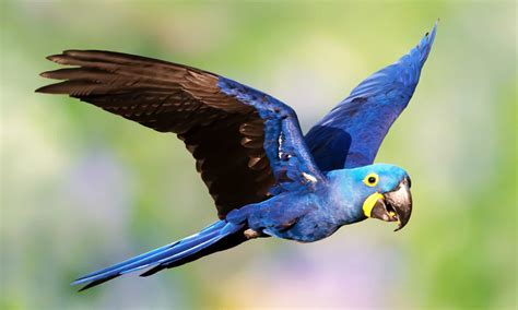 How Many Blue Macaws Are Left In The World?