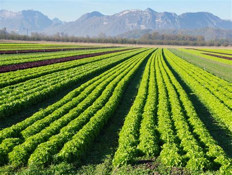 Saudi Arabia Focusing on Organic Farming - The Water Network | by AquaSPE