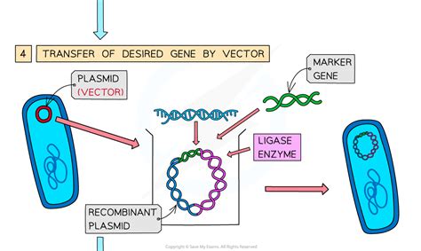 CIE A Level Biology复习笔记19.1.2 Genetic Engineering-翰林国际教育