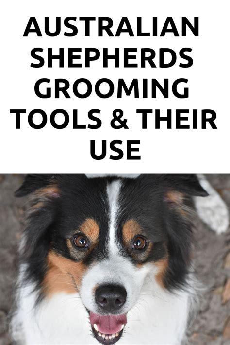 Australian Shepherds Grooming Tools & Their Use | Grooming australian ...