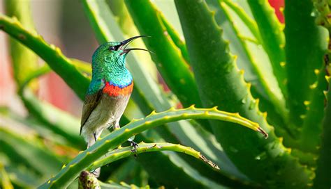 Birds in Bangalore Karnataka