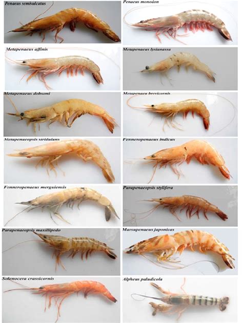 Photographs of fourteen marine shrimp species collected from the ...