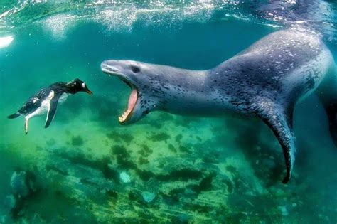 This female Leopard Seal ended up trying to nurture the photographer ...