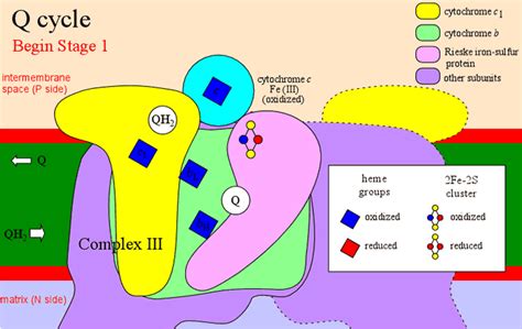 NADH-Qoxidoreductase - meddic