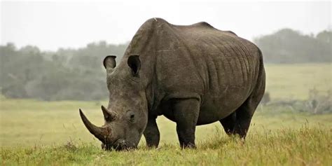 Rhino Horn Facts | How Much is a Rhino Horn Worth?