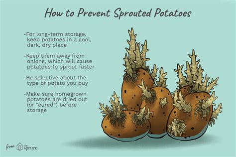 Is It Safe to Eat a Sprouted Potato?