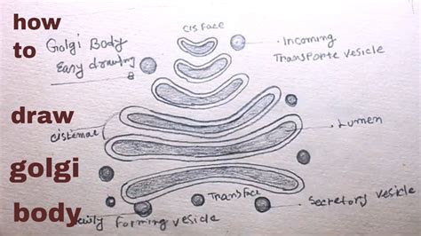 Labelled Diagram Of Golgi Apparatus