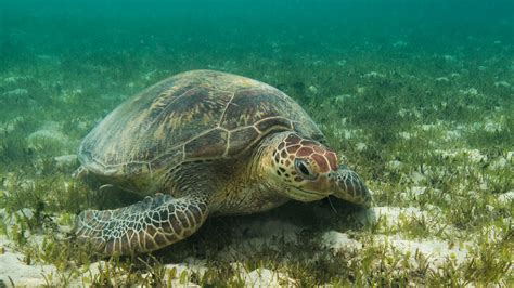 Coral Reef Seagrass