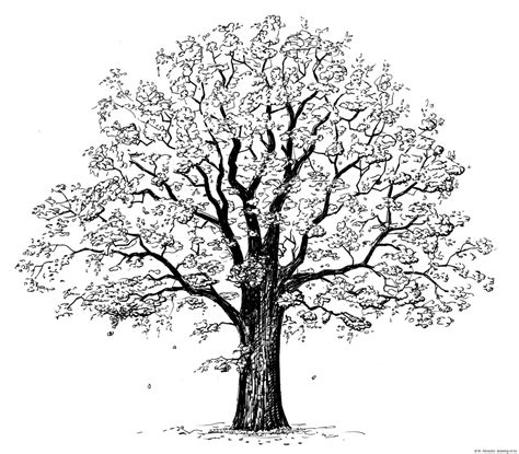 Great How To Draw A White Oak Tree in the world Check it out now ...