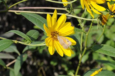 Topinambur (Helianthus tuberosus) | Plante