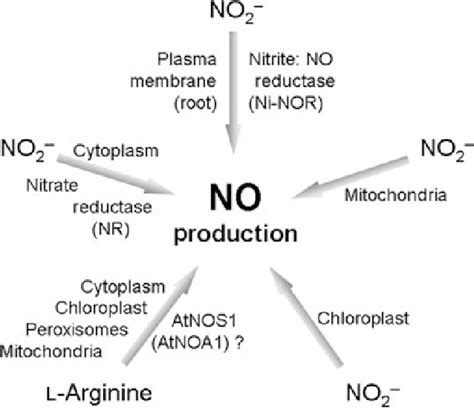 Figure 1 from Nitric oxide synthesis and signalling in plants ...