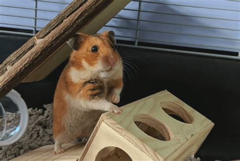 How to set up a good cage for a Syrian hamster - Surrounded By Animals