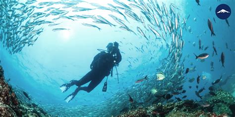 Scuba Diving in the Galapagos Islands