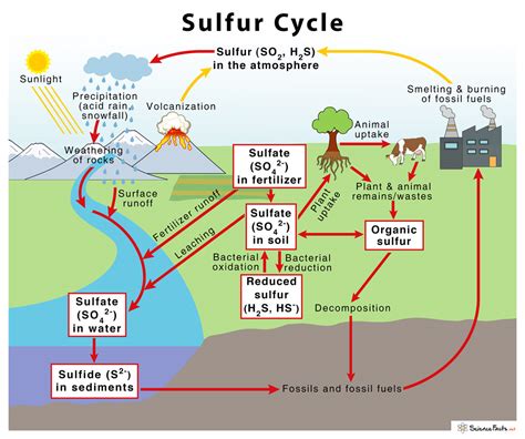 Sulfur Cycle with Diagram – Definition, Steps and Importance