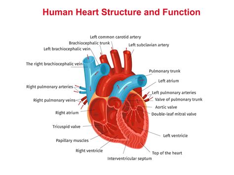 Congenital Heart Disease - DrCRaghu