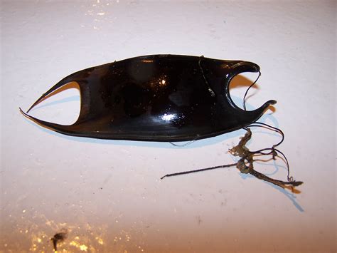 Mermaid’s Purse (egg case from a skate or ray) – NOAA Teacher at Sea Blog