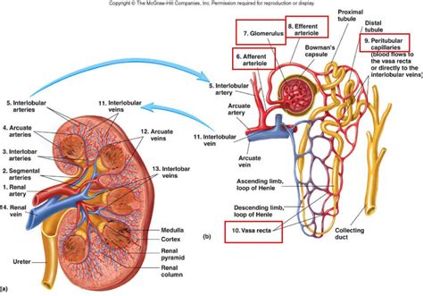 Pin on Body Systems Unit