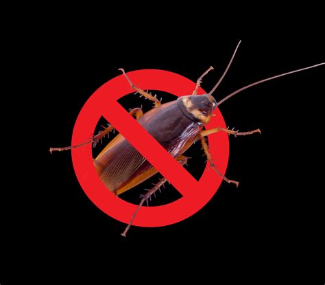 Cockroach Control | Pest Control-Sydney