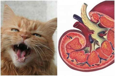 4 symptoms of kidney disease in cats