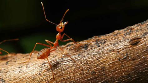 What Are The Treatments For Fire Ant Sting? » Smart Health Bay | The ...