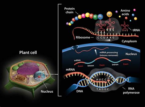 RNA | Definition, Structure, Types, & Functions | Britannica