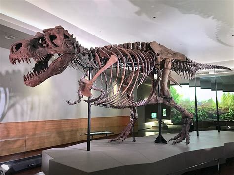 Sue The T. Rex Makes Triumphant Return To Field Museum | WBEZ