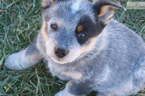 Queensland Heeler for sale | Blue heeler dogs, Cattle dogs rule, Heeler