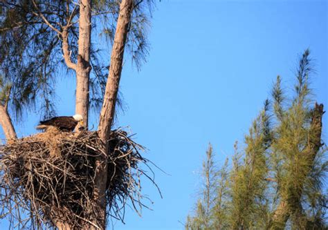 140+ Eagle Feeding Chicks In Nest Stock Photos, Pictures & Royalty-Free ...