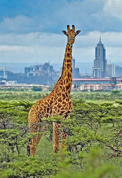 Nairobi National Park