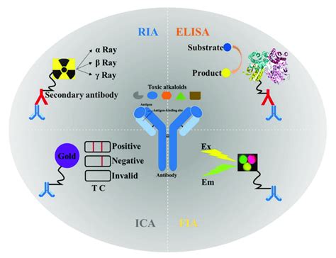 Application and schematic diagram of four types of immunoassays in the ...