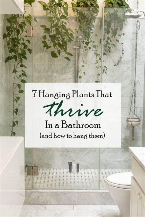 7 Hanging Plants that Thrive in a Bathroom + How to Hang Them ...