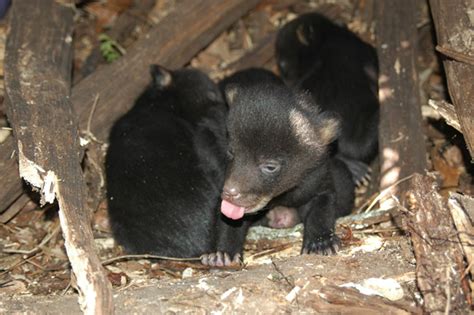 Another Bear Hunt? Florida Fish and Wildlife Readies to Look at Latest ...