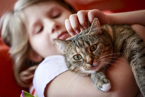 Cats and Kids: Can They Be Best Friends? | Fear Free Happy Homes