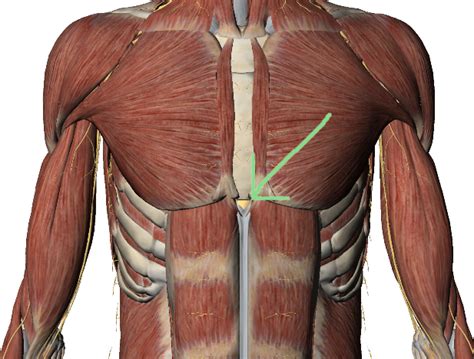 Xiphoid Process: Sternum Lump Pain Treatment