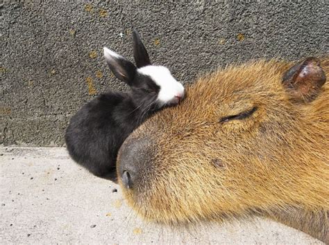 Are Capybaras Friendly? 38 Cute Photos Of Unlikely Friendships | Bored ...