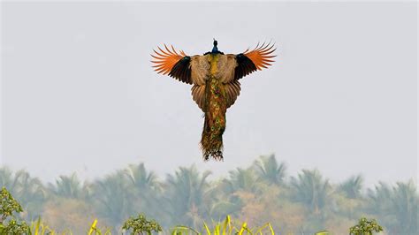 How Peacocks Look In Mid-Flight (9 Pics) | Bored Panda