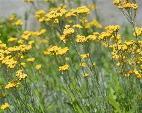 Sensory garden plants: the 10 best to grow in your garden | Homes & Gardens