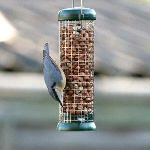 The 5 Best Woodpecker Feeders They'll Love! - Birdwatching Buzz